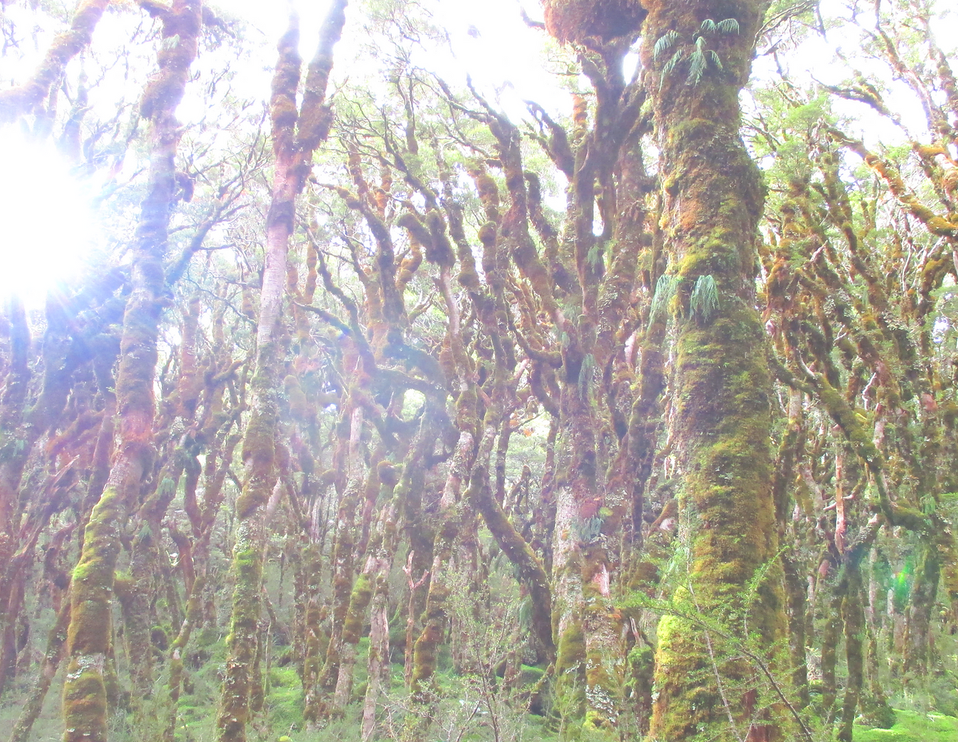 "Ancient silver beech trees, their trunks cloaked in velvety moss, stand sentinel in a misty, ethereal forest realm."