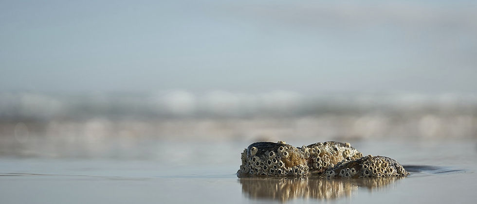 wolfgang-hasselmann-JmN-UkOHJZ4-unsplash_edited.jpg