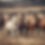 Wild herd of horses.jpg