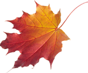 autumn-leaves-hd-png--3101.png