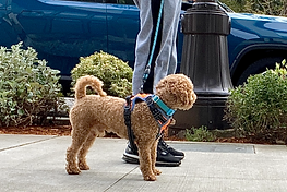dog walks service in Seattle