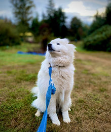 A white Samoyed dog breed sitting at a park