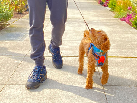 Exploring the Benefits of Group Dog Walking