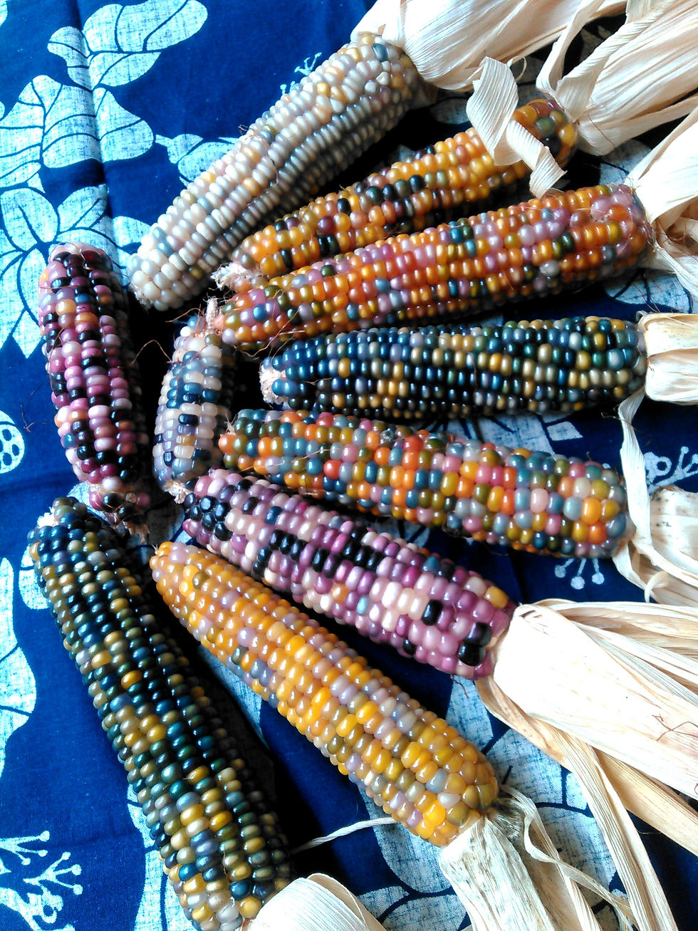 レインボーコーン