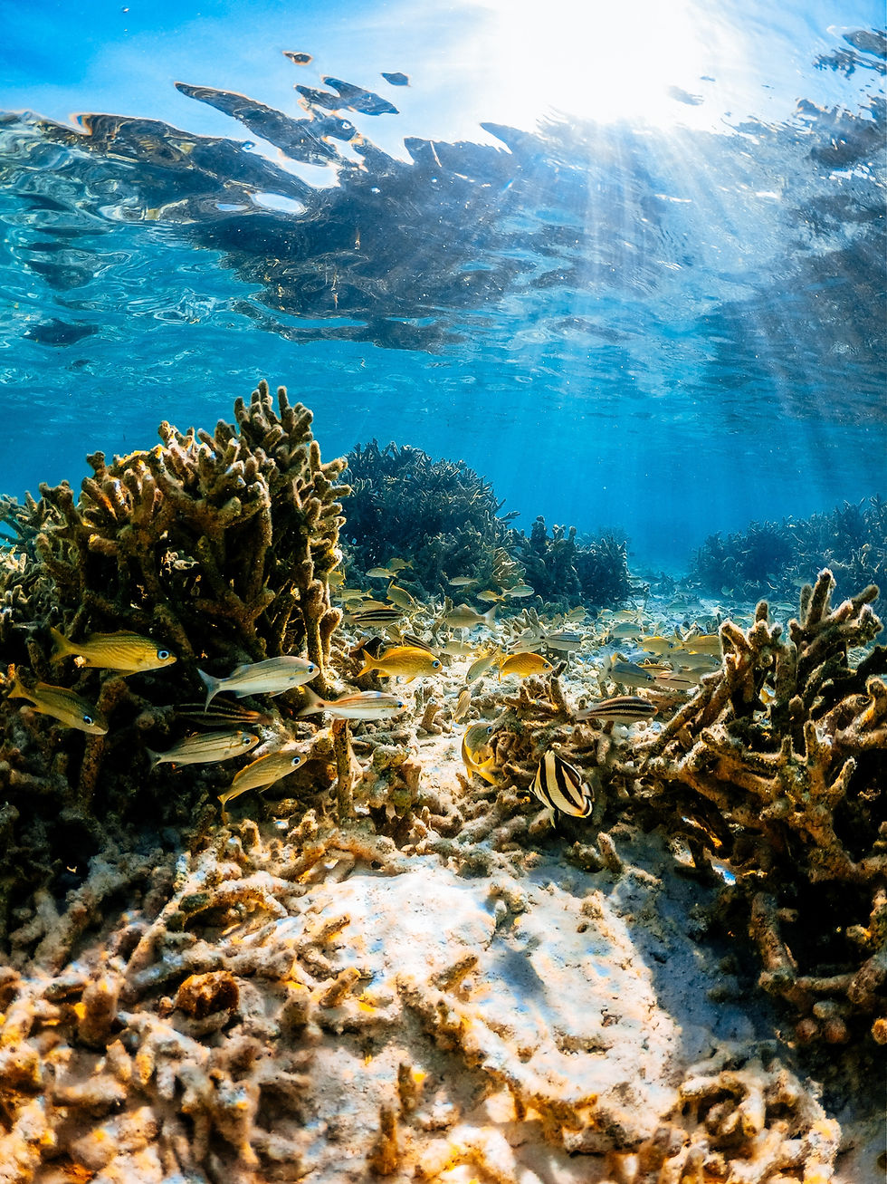 Thumbnail: My Puerto Morelos Snorkeling