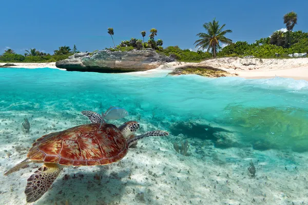 Miniature : Plongée en apnée cachée à Tulum