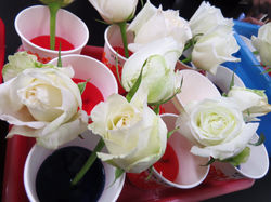 Colorful Flowers Dyeing Workshop