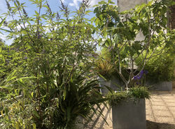 Terrassedumont11
