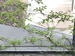 paysagiste jardin terrasse paris