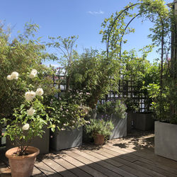 paysagiste terrasse paris, paysagiste paris, paysagiste vincennes, paysagiste terrasse vincennes