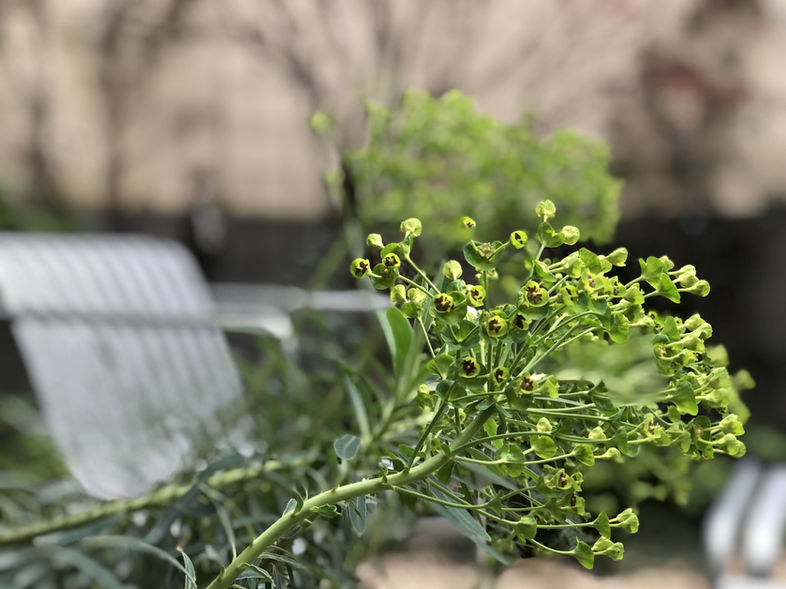 Détail de feuillage et floraison dans un jardin paysager urbain