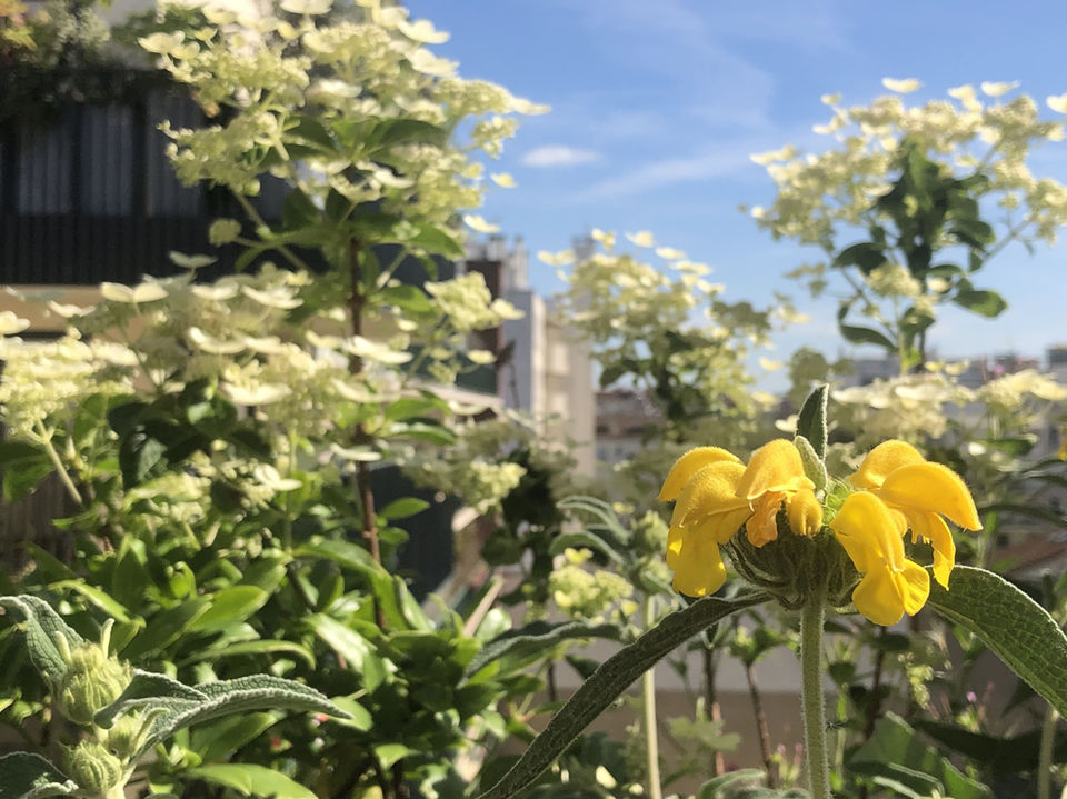 paysagiste paris, 
paysagiste terrasse paris, 
paysagiste balcon paris,
paysagiste rooftop paris, 
paysagiste jardin paris, 
balcon paris,
balcon filant paris,
terrasse paris, 
jardin suspendu paris,
aménagement paysager terrasse paris,
aménagement paysager rooftop paris,
