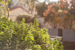 paysagiste, terrasse, paris