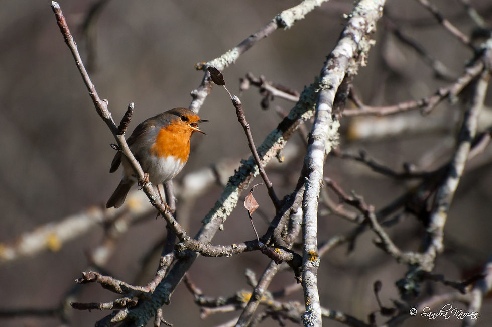 Rouge-gorge