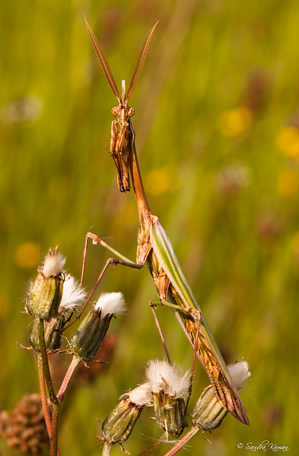 Empuse commune (Empusa Pennata)