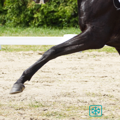 Cool Legs, Cool Heads: Supporting the British Eventing Season with Ice, Freezers & Fridge Hire