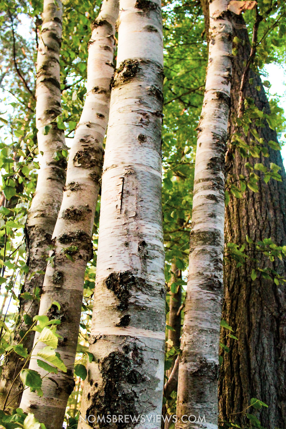 Top Things To Do at Tahquamenon Falls State Park