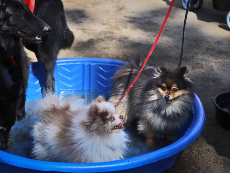 Longtime NE Portland Pet Supply Store Is Expanding Into The Suburbs