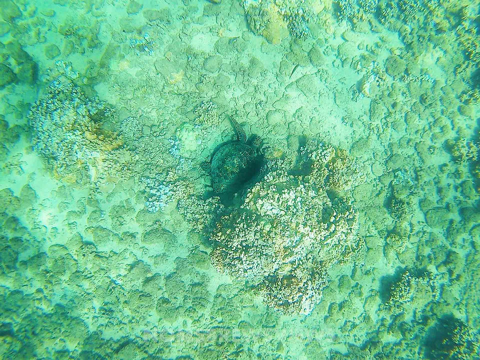 15 Things to Do in Maui: Unforgettable Adventures