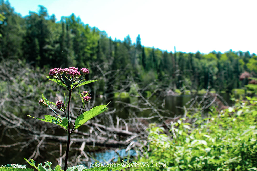 Top Things To Do at Tahquamenon Falls State Park