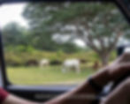 Horses graze in a green field under a large tree, viewed through a car window. Hands on the steering wheel. Text: NOMSBREWSVIEWS.
