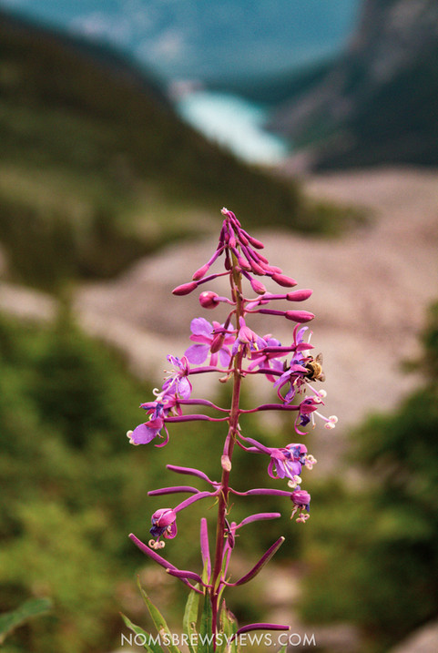 Top Things To Do in Banff National Park