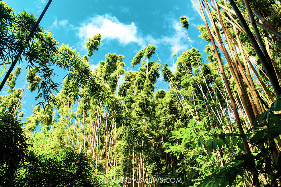 Top Stops on the Road to Hana Maui Hawaii