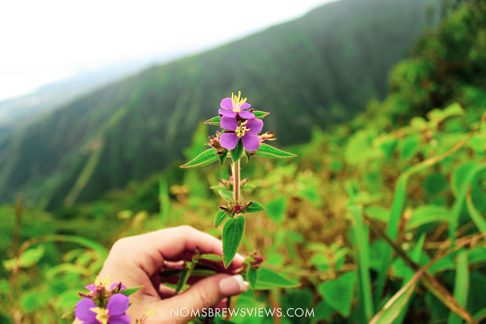 The Ultimate 2-Week Hawaii Travel Guide: Maui to Kauai Adventure