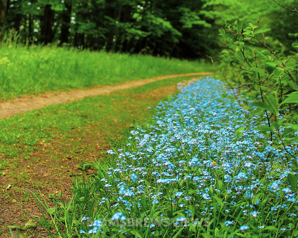 A path lined with vibrant blue flowers curves through a lush green forest, evoking a serene and peaceful atmosphere.