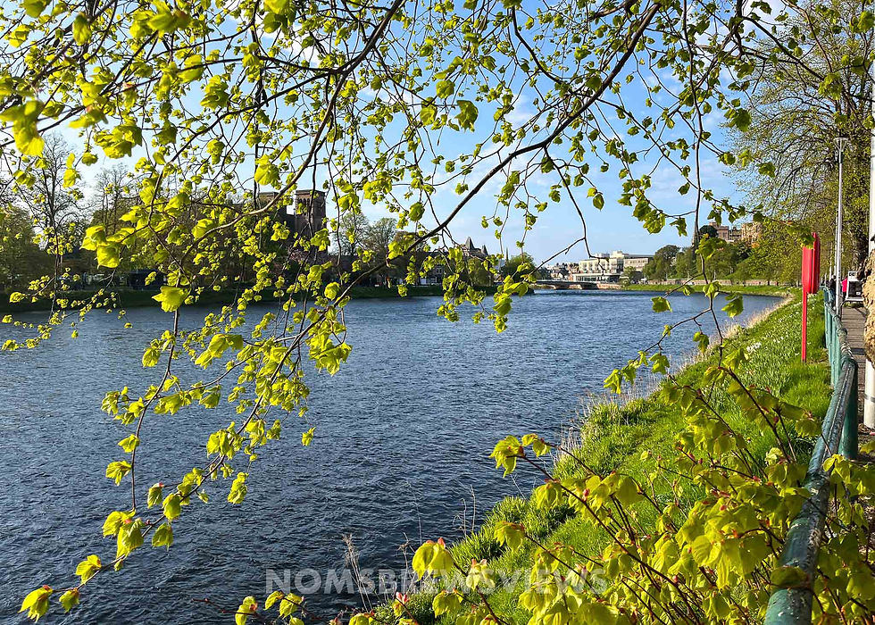 Branches with green leaves hang over a river on a sunny day. Buildings are visible in the background and a sidewalk lines the riverbank.