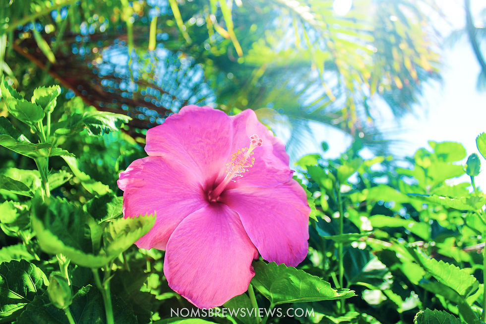 The Ultimate 2-Week Hawaii Travel Guide: Maui to Kauai Adventure