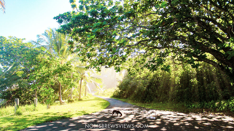 The Ultimate 2-Week Hawaii Travel Guide: Maui to Kauai Adventure