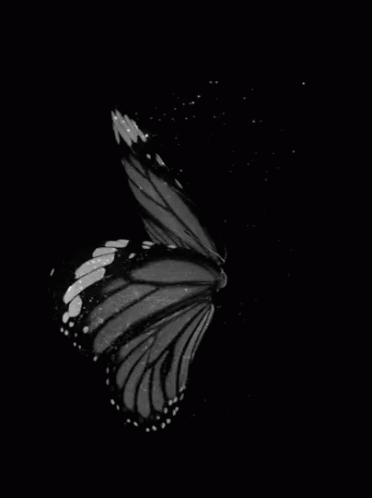 butterfly-wings.gif