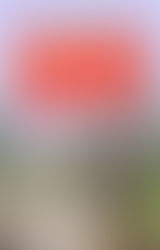 LILY TO THE RESCUE: DOG DOG GOOSE