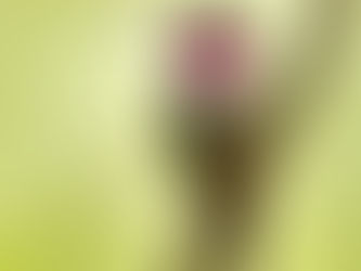 The Hummingbird: December 2024