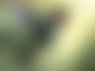 The Hummingbird: September 2025