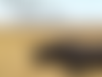 Celebrate World Wildlife Day: March 3rd 🌍🐾