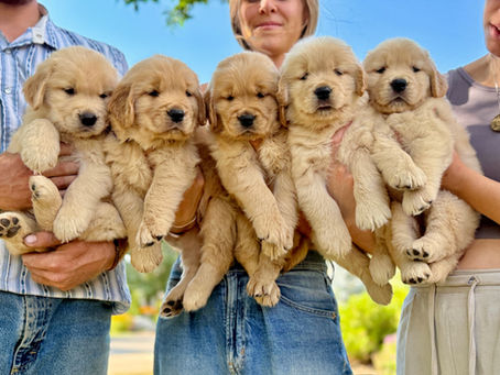 Qualities of a Responsible Golden Retriever Breeder You Need to Know