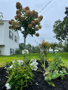 Garden design Maine
Landscape design Southern Maine
Garden installation Maine
Garden maintenance services Maine
Southern Maine gardening experts
Landscape architects Southern Maine
Maine garden landscaping
Southern Maine garden care
Professional gardeners Maine
Garden renovation services Maine
Southern Maine outdoor space design
Southern Maine garden planning
Sustainable gardening Maine
Southern Maine garden makeover
Seasonal garden maintenance Maine
Custom garden designs Southern Maine
Southern Maine landscape construction
Organic garden care Maine
Southern Maine gardener
Southern Maine residential landscaping
Saco Maine gardener
Saco Maine gardening company
Pollinator gardens
Butterfly gardens Maine
Native plant gardening
Maine vegetable garden
Sustainable landscape development
Organic gardening Maine
IPM Integrated Pest Management