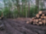 Stacked logs and equipment beside the cleared work area.