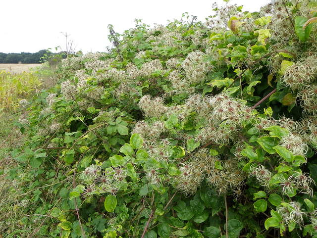 Miniature : Clématite Vigne Blanche Clématis Vitalba - Godet