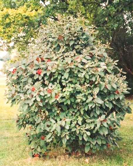 Miniature : Viorne Lantane Viburnum Lantana - Racines Nues
