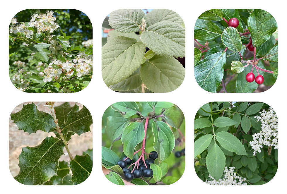 Kit Haie - Composition 1