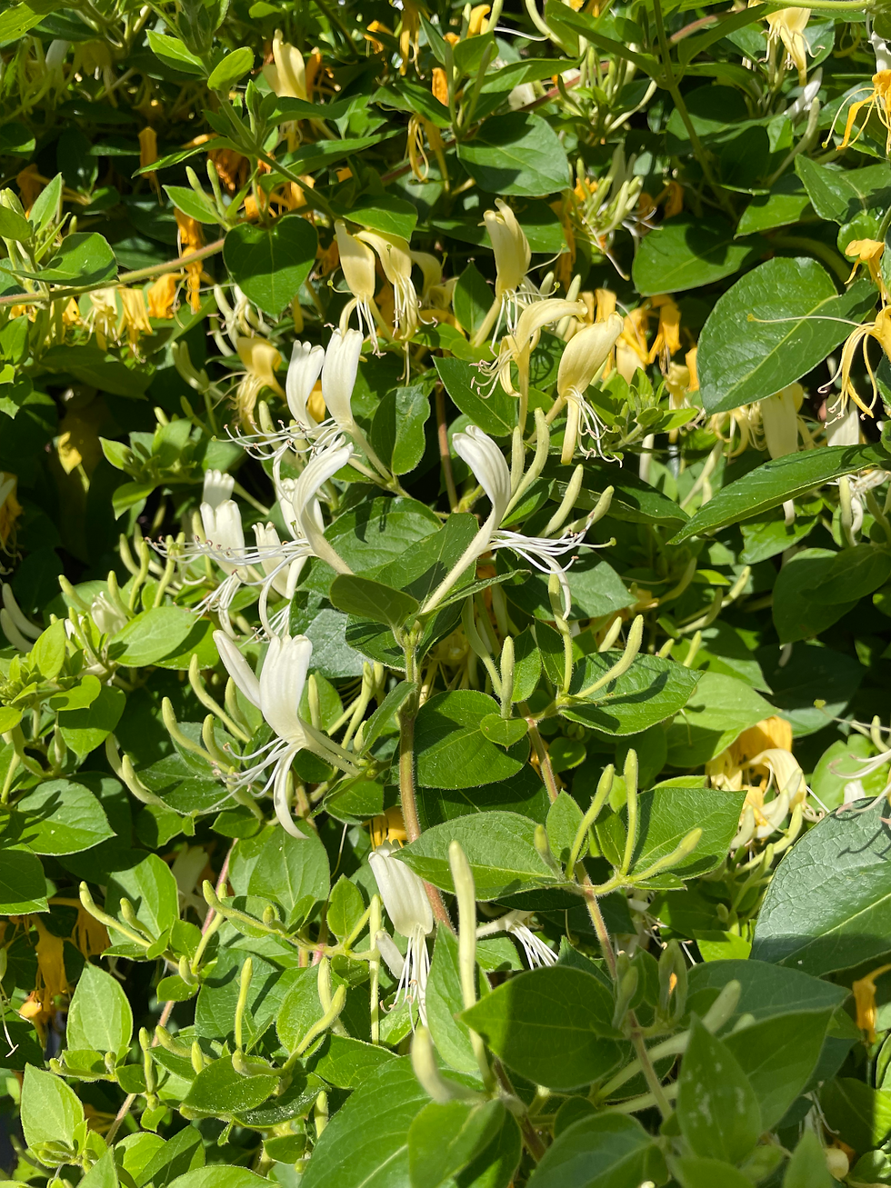 Miniature : Chèvrefeuille - Lonicera peryclimemum - Godet