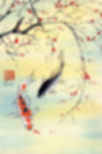 Koi and Cherry Blossoms