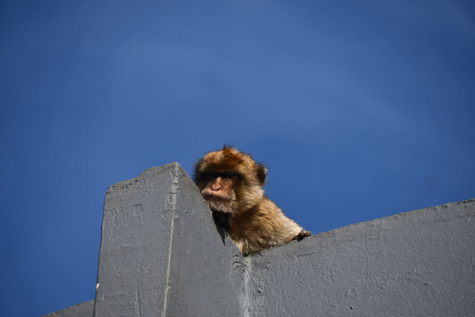 Gibraltar Monkey