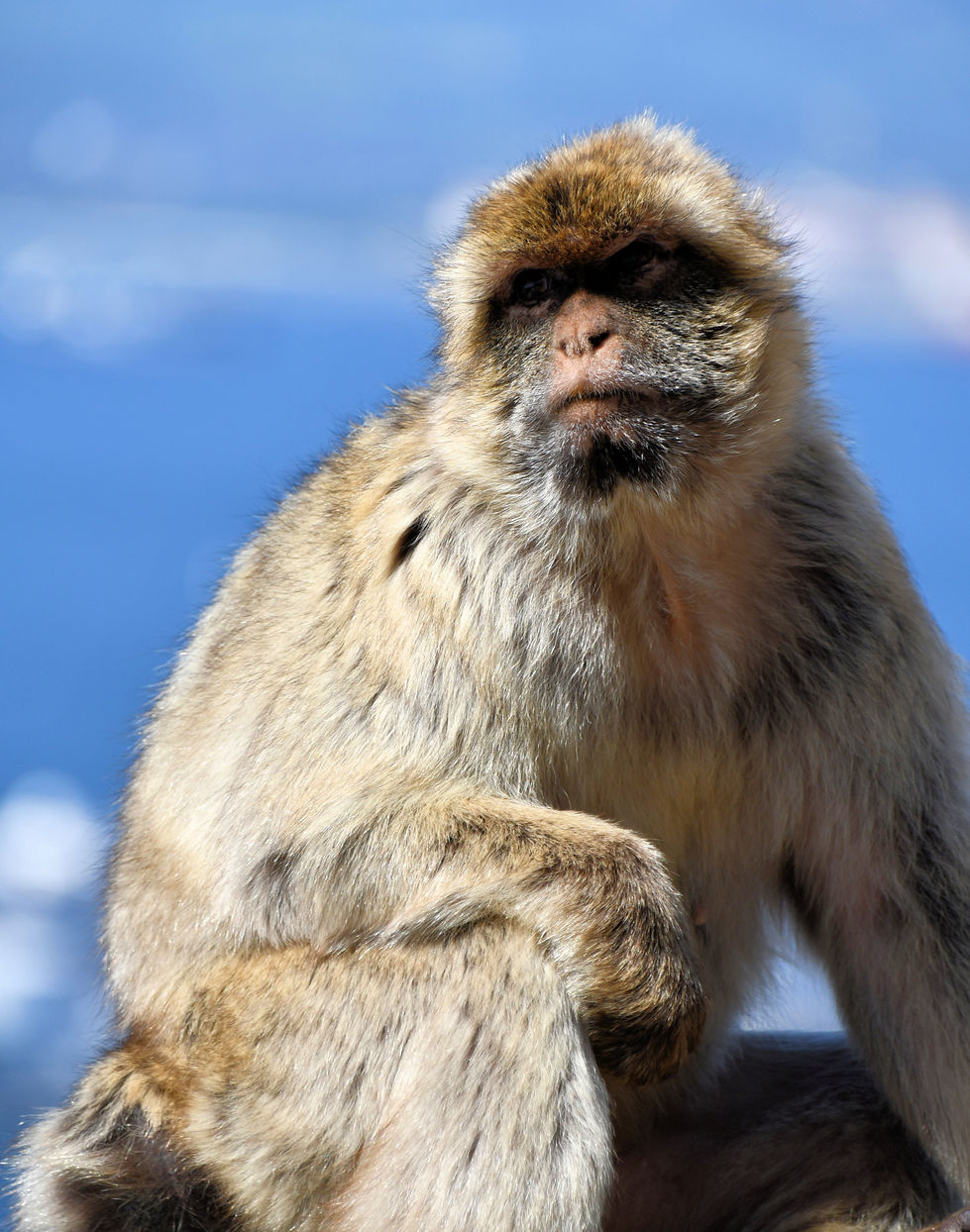 Gibraltar Monkey