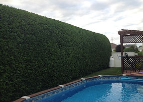 taille de haie de cedre longueuil boucherville saint-Julie