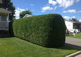 taille de haie de cedre longueuil boucherville saint-Julie