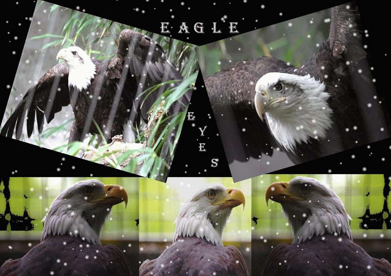 Eagle Eyes-SNOW